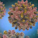 Monkey B virüsü nedir Monkey B virüsünün belirtileri nelerdir