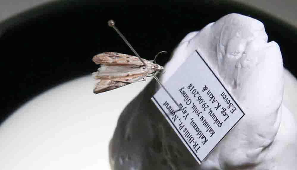 Nemrut Kalderası'nda yeni güve türü keşfedildi