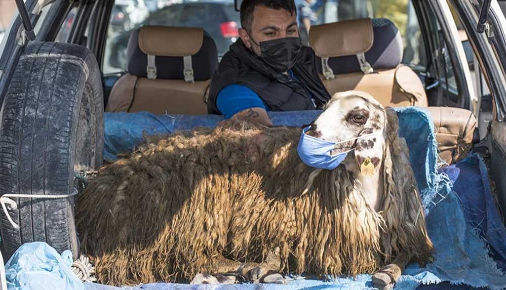 Otomobilin-bagajında-taşınan-maskeli-koyun-gülümsetti