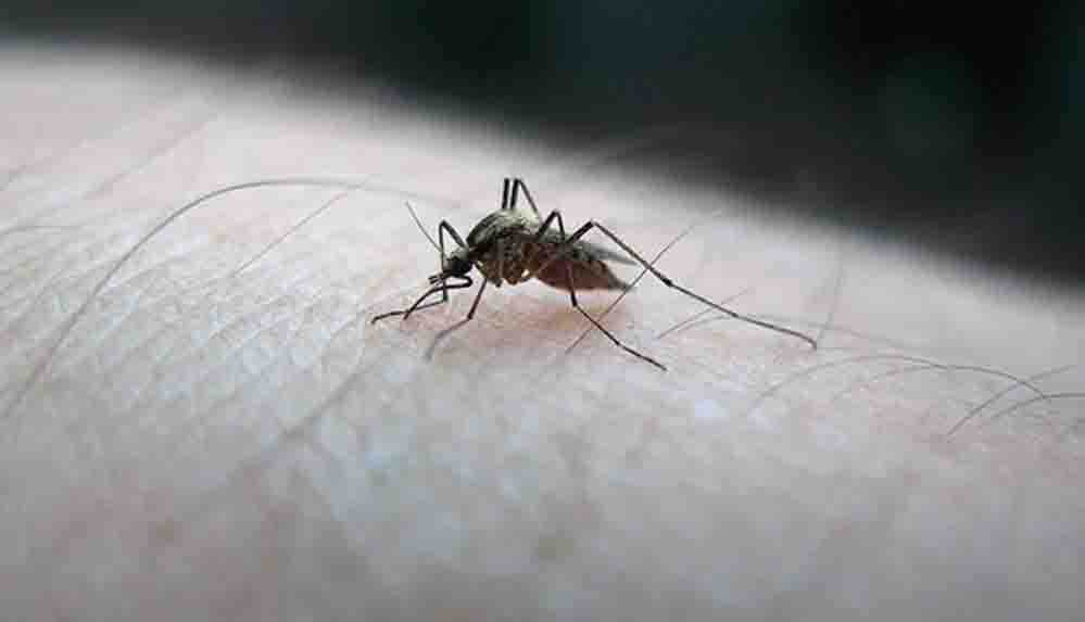 Sivrisinek vakalarının azaltılması için dere yataklarının ıslahı şart