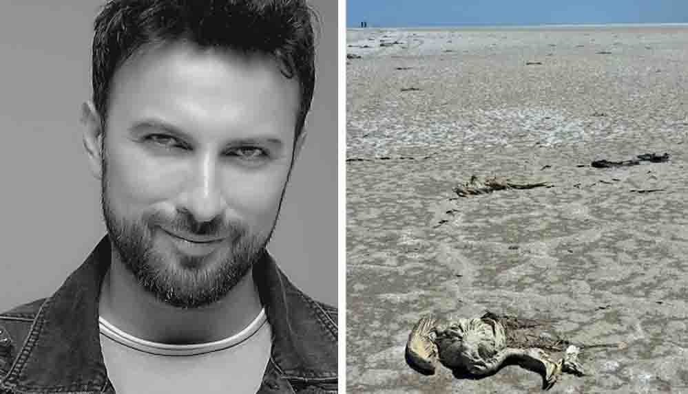 Tarkan'dan Tuz Gölü'ndeki flamingo ölümlerine sert tepki Kader değil katliam