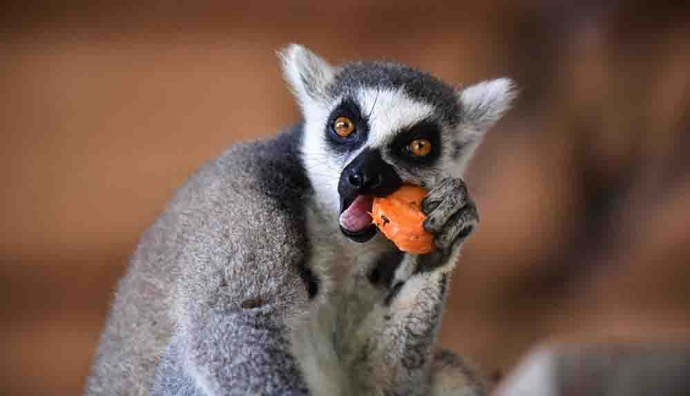 Tarsus Doğa Parkı'nın 'Madagaskarlı' sakinleri Lemurlar
