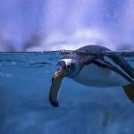 Türkiye'nin ikinci bebek kutup pengueni ilgi odağı oldu