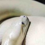 Tuvalette otururken yılan cinsel organını ısırdı