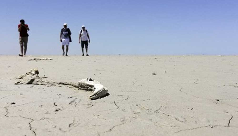 Tuz Gölü için yeni uyarı: Ölümlerden sonra flamingolar göle gelmeyebilir
