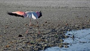 Tuz Gölü için yeni uyarı: Ölümlerden sonra flamingolar göle gelmeyebilir