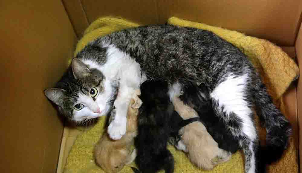 Yavruları ölen kedi, annelerini kaybeden yavrulara kucak açtı