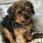 Yedi yıl önce kaybolan köpek yüzlerce kilometre uzakta bulundu