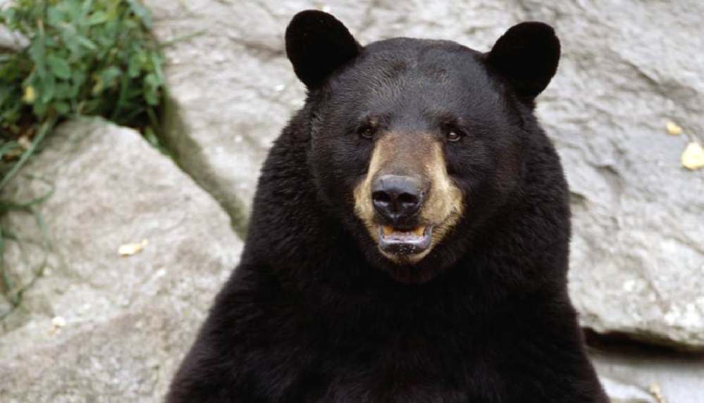 kamp-alanindaki-ayi-silahlanarak-ormana-kacti