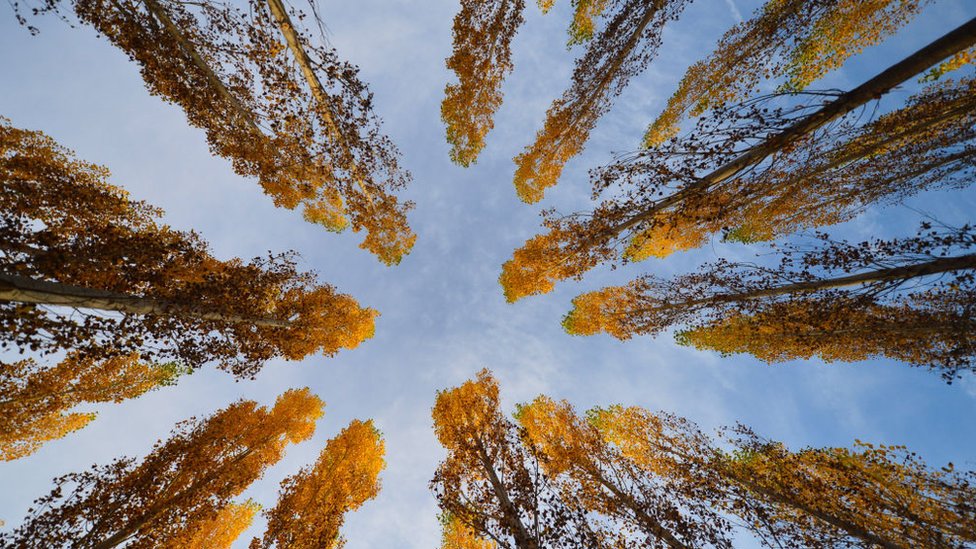 Yanan orman arazileri nasıl yeniden ağaçlandırılır?