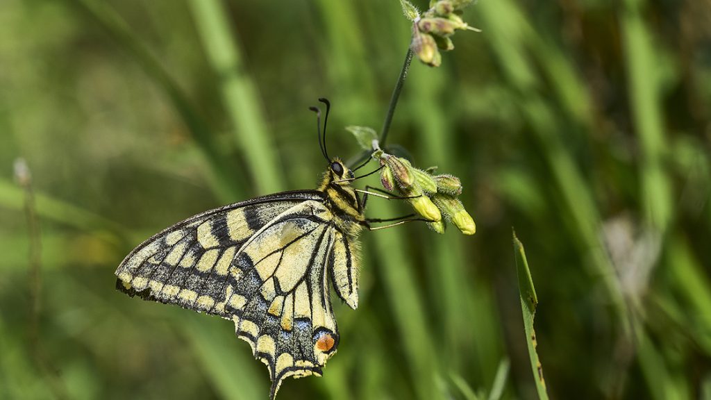 Van Gölü havzası 230 kelebek türüne ev sahipliği yapıyor