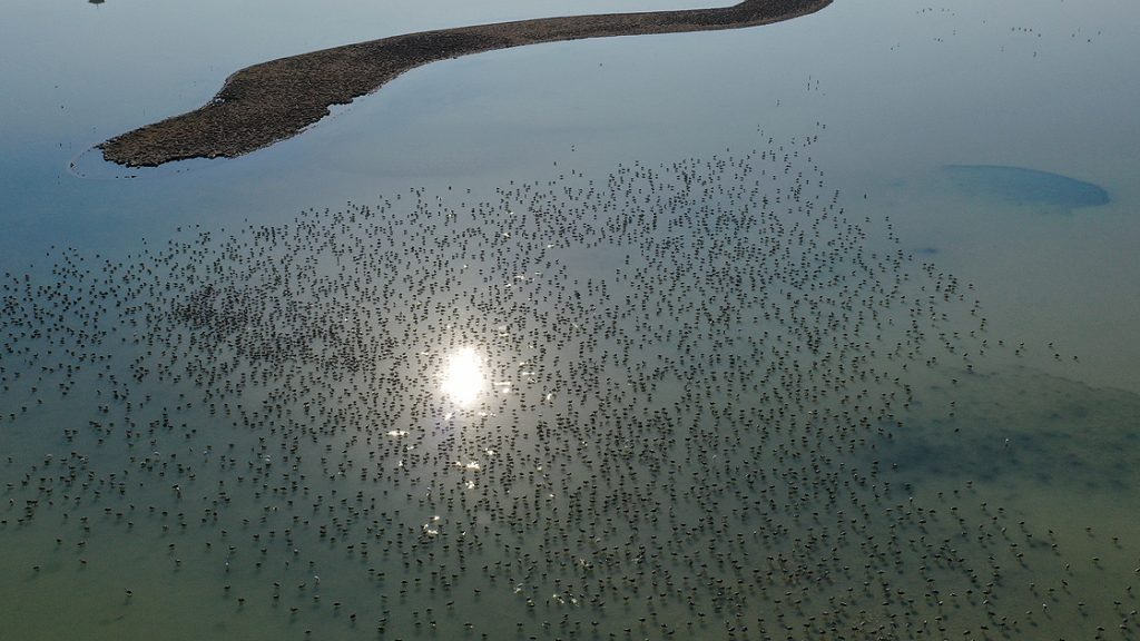 Minik flamingolar uçmayı 'doğal kreşte' öğreniyor 3 Minik flamingolar uçmayı 'doğal kreşte' öğreniyor