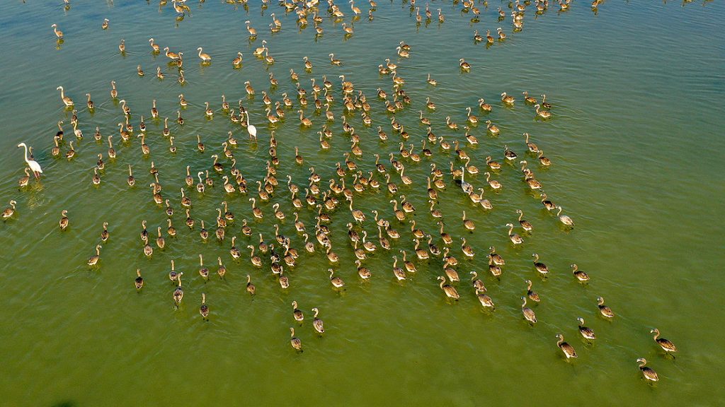 Minik flamingolar uçmayı 'doğal kreşte' öğreniyor