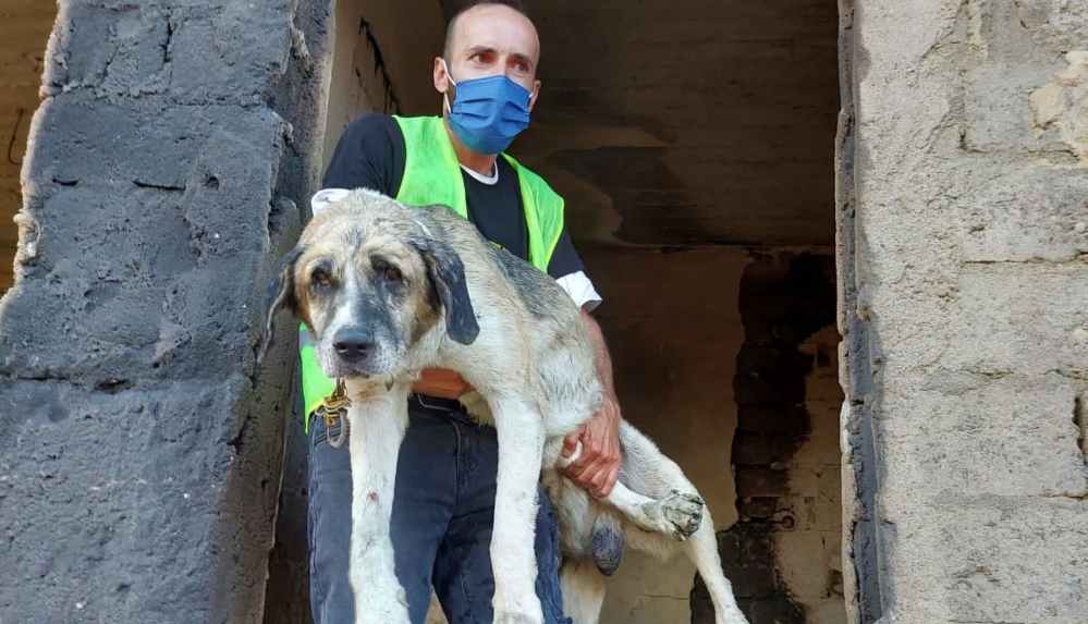 Afet mağduru hayvanlar için HAÇİKO Yaşam Çiftliği kuruluyor