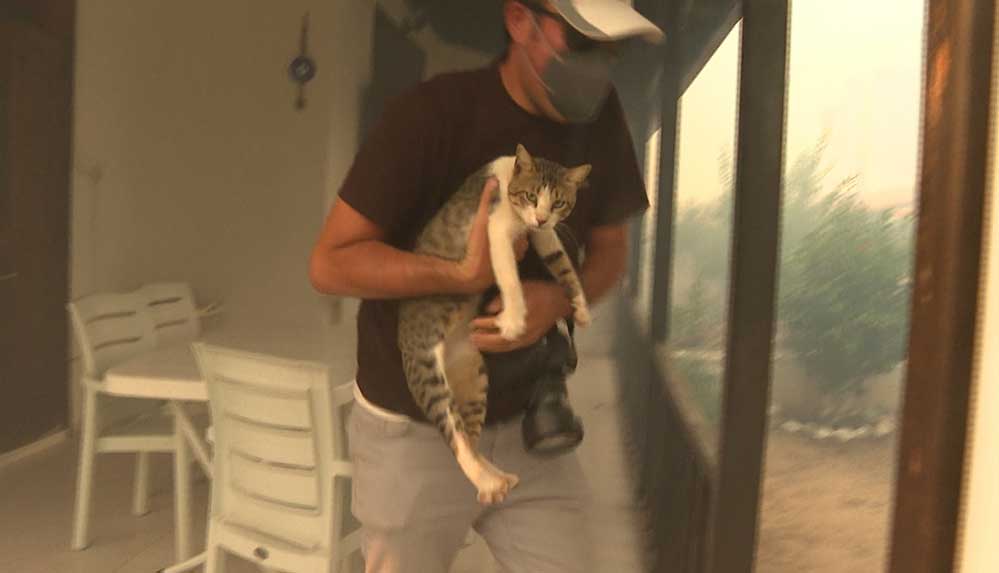 Alevlerin-sardığı-sitede-mahsur-kalan-kedi-bir-gazeteci-tarafından-kurtarıldı