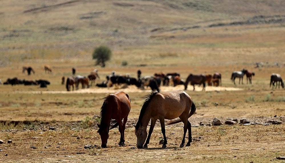 Antalya'daki yangın sonrası yılkı atları için ovaya tonlarca yem ve saman bırakıldı