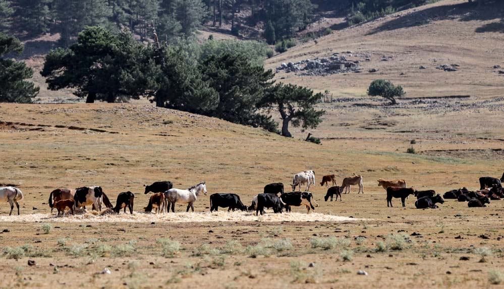 Antalya'daki yangın sonrası yılkı atları için ovaya tonlarca yem ve saman bırakıldı