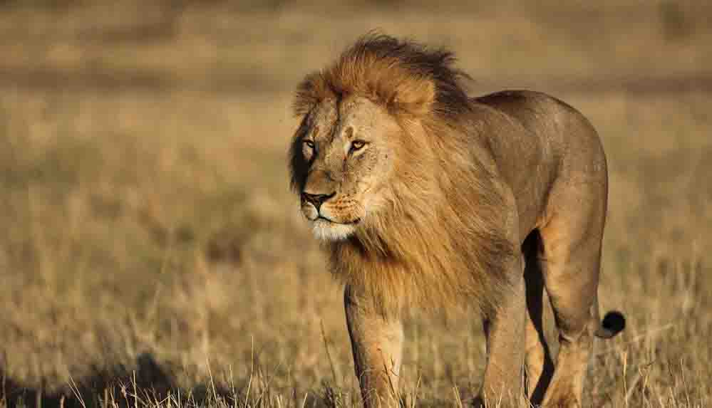 Aynı aileden üç çocuğu yiyen aslan yaşadığı alandan uzaklaştırılıyor