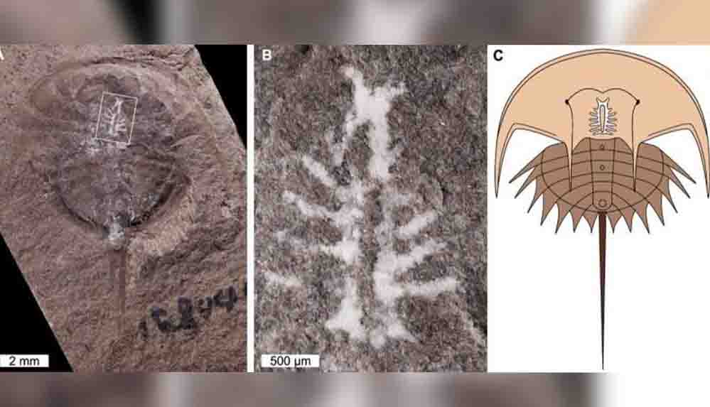 Bilim insanları 310 milyon yıllık hayvan beynini gün yüzüne çıkardı