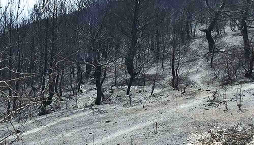 CHP'li Budak Yangınların faturası 300 milyarı aşacak