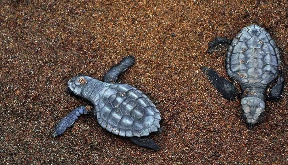 Caretta-carettalara-ev-sahipliği-yapan-İztuzu-Sahili'nde-yuva-sayısı-728'e-ulaştı