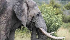 Çin'de, vahşi fillerin ilerlediği güzergahta 150 binden fazla kişi tahliye edildi