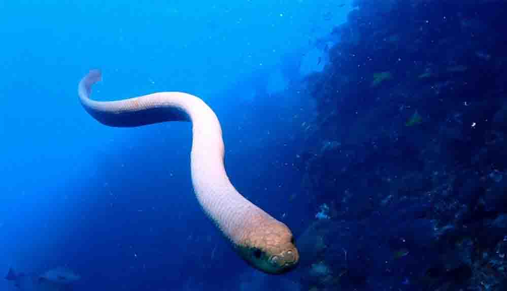 Dalgıçlara saldıran denizyılanlarının aslında çiftleşmek istediği ortaya çıktı