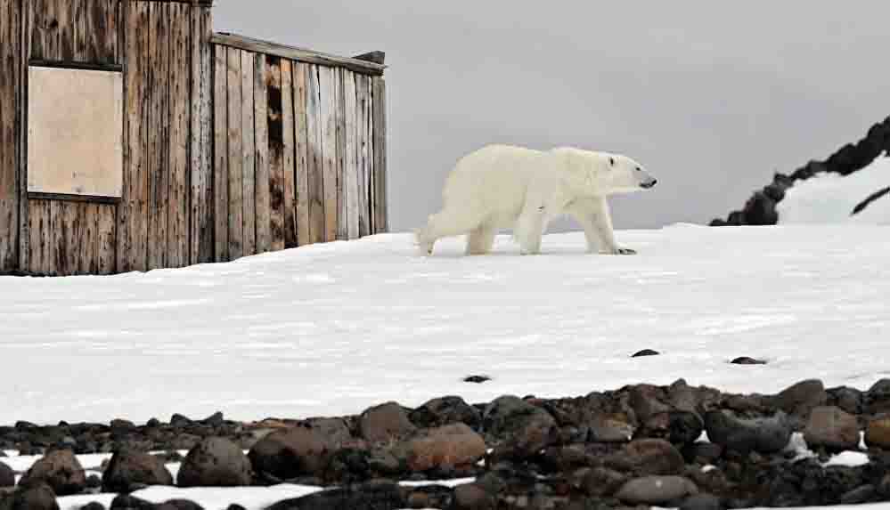 Danimarka'dan tepki çeken karar: Kutup ayılarını vurabiliriz