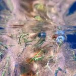 Deniz dibinden çıkarılan hayalet ağlar kadınların emeğiyle ekonomiye kazandırılacak