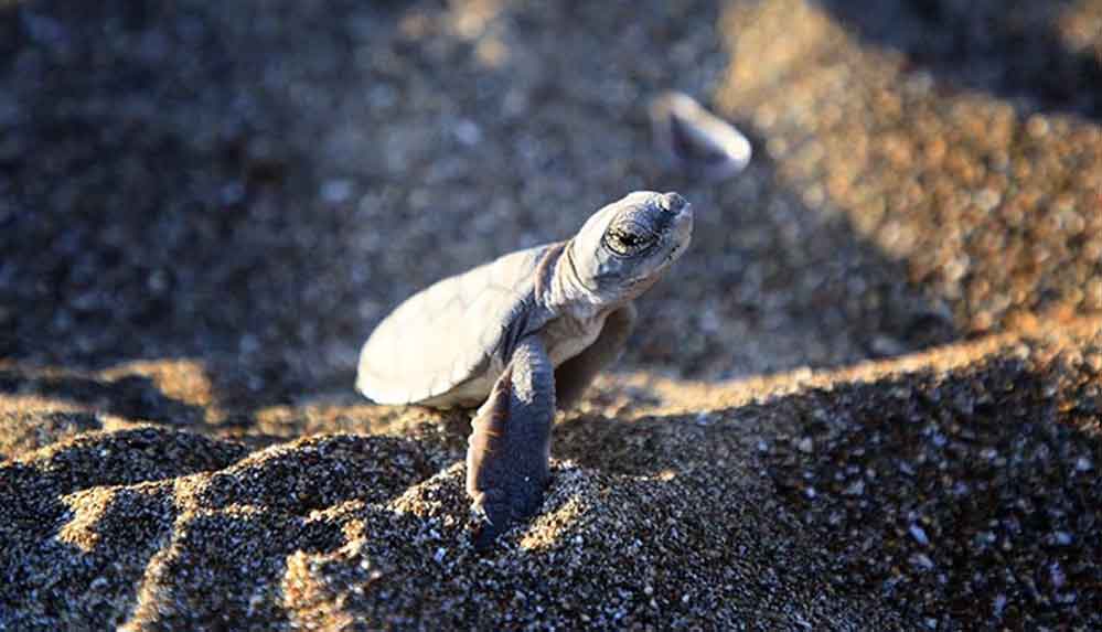 Deniz kaplumbağası yavrularının Mersin kumsallarında zorlu yaşam yolculuğu başladı