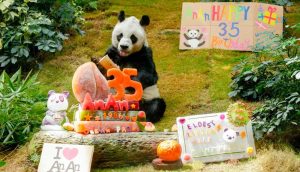 Dünyanın yaşayan en yaşlı erkek pandası 35. doğum gününü kutladı