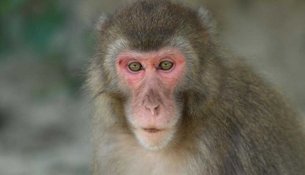 Erkek-lideri-yenen-dişi-maymun-alfa-oldu