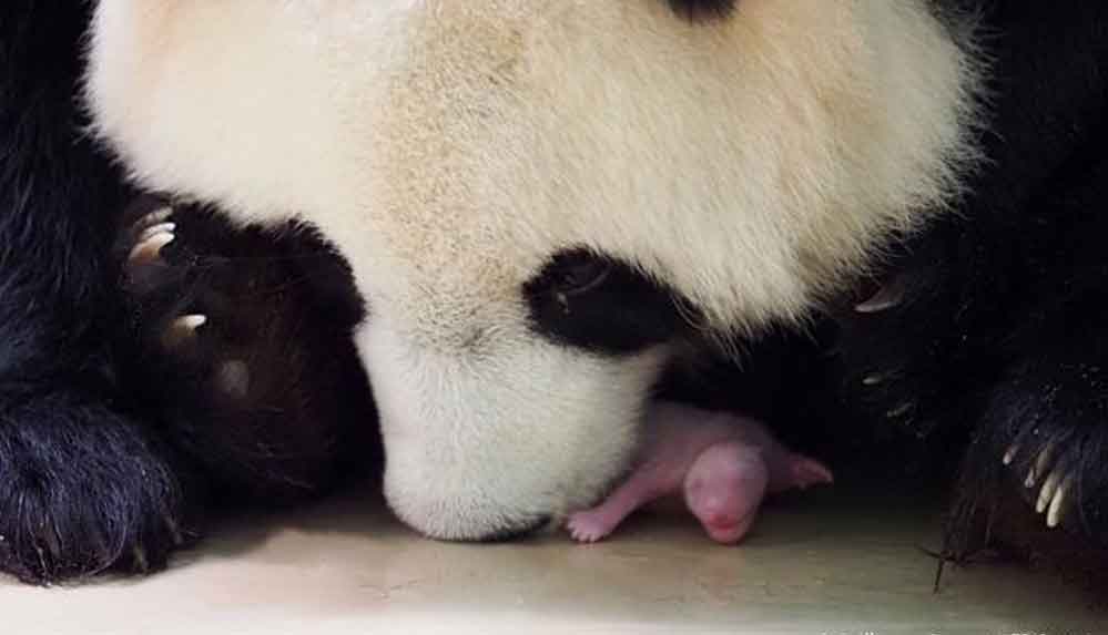 Fransa'da dev panda'dan ikiz doğum müjdesi