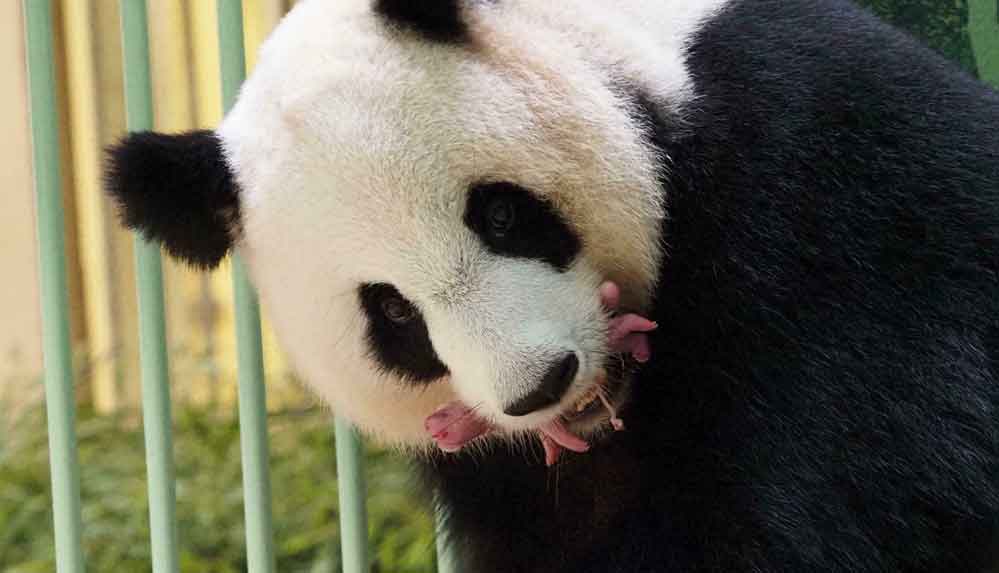 Fransa'da dev panda'dan ikiz doğum müjdesi