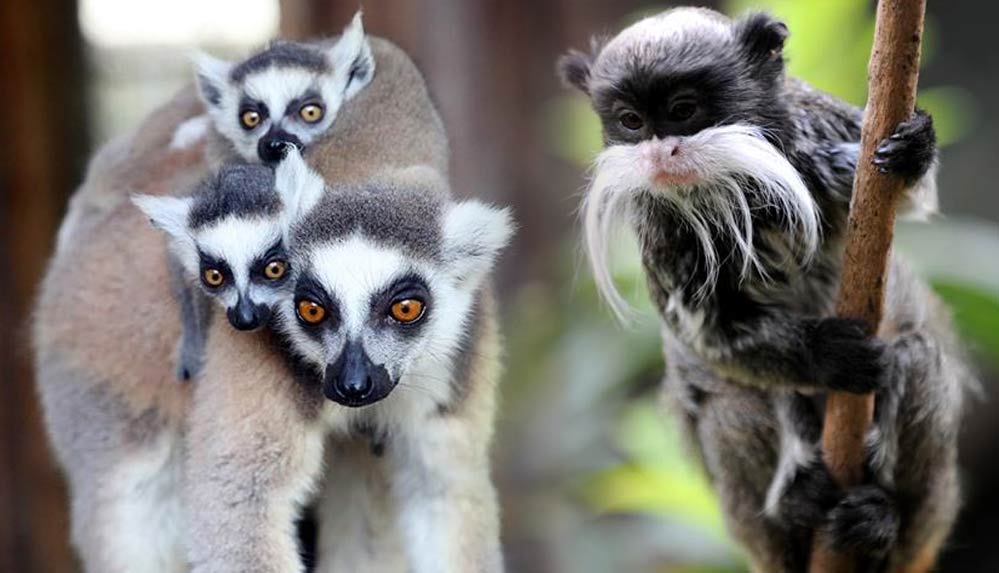 Fransa’da-hayvanat-bahçesinden-10-lemur-ve-2-tamarin-maymunu-çalındı