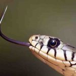 İki yıl önce bulunan 'penis yılanı' heyecan yarattı 7 İki yıl önce bulunan 'penis yılanı' heyecan yarattı