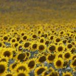 İklim değişikliği Trakya'da buğday ve ayçiçeğini tehdit edecek