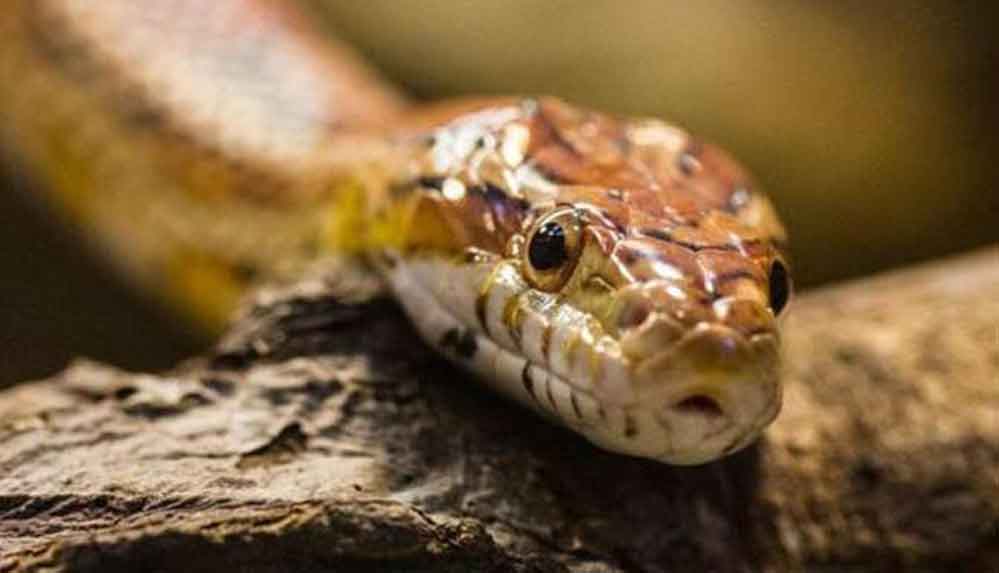 Kendisini-ısıran-yılandan,-hayvanı-ısırarak-intikam-almaya-kalkınca-hayatını-kaybetti