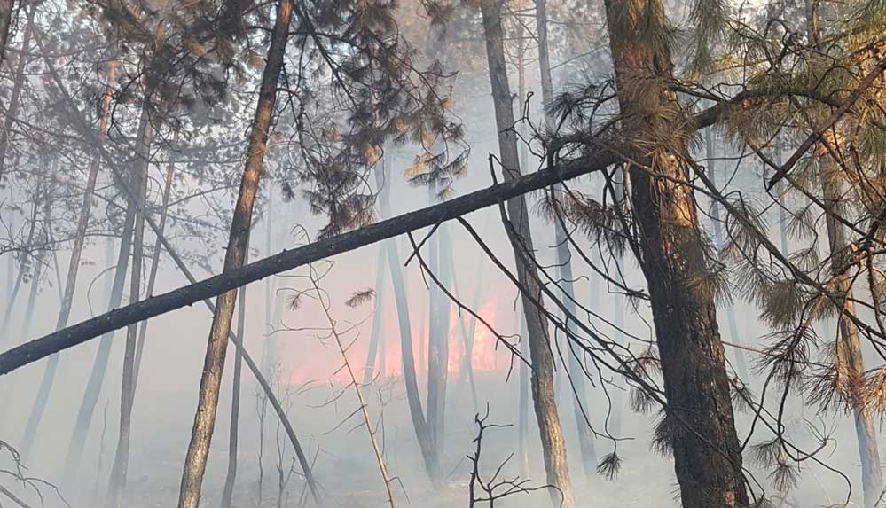 Bursa'da çıkan orman yangını havadan ve karadan müdahaleyle kontrol altına alındı