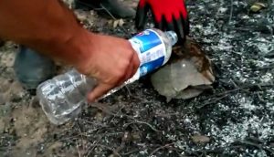 Manavgat'taki orman yangınında küller arasında kalan kaplumbağayı itfaiye kurtardı