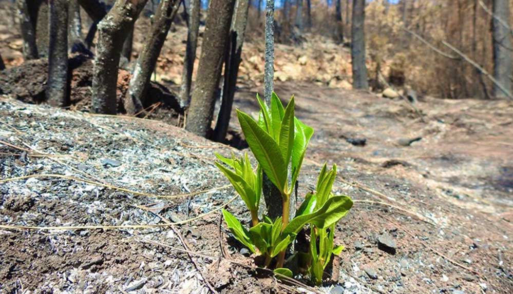Marmaris'te-yangınlar-sonrası-doğa-canlanmaya-başladı