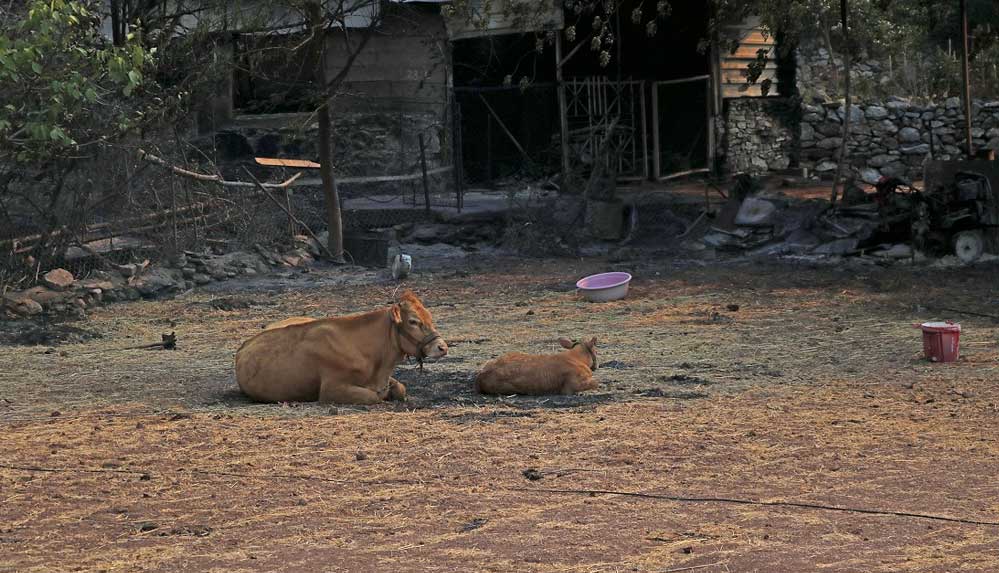 Marmaris'teki yangında zarar görenler yaşadıklarını anlattı: Her yerden kıvılcım düşüyordu