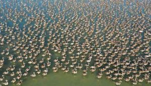 Minik flamingolar uçmayı 'doğal kreşte' öğreniyor