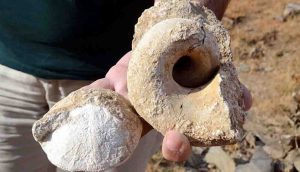 Muş'ta 35 milyon yıllık olduğu düşünülen deniz canlısı fosilleri bulundu