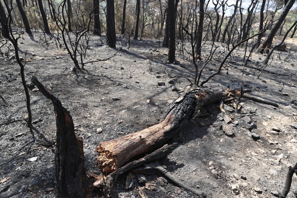 Heybeliada'da yangın nedeniyle zarar gören alan havadan görüntülendi