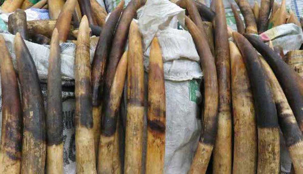 Nijerya'da, 17 bin 137 kilogram fil dişi ve 870 kilogram karıncayiyen pençesi ele geçirildi