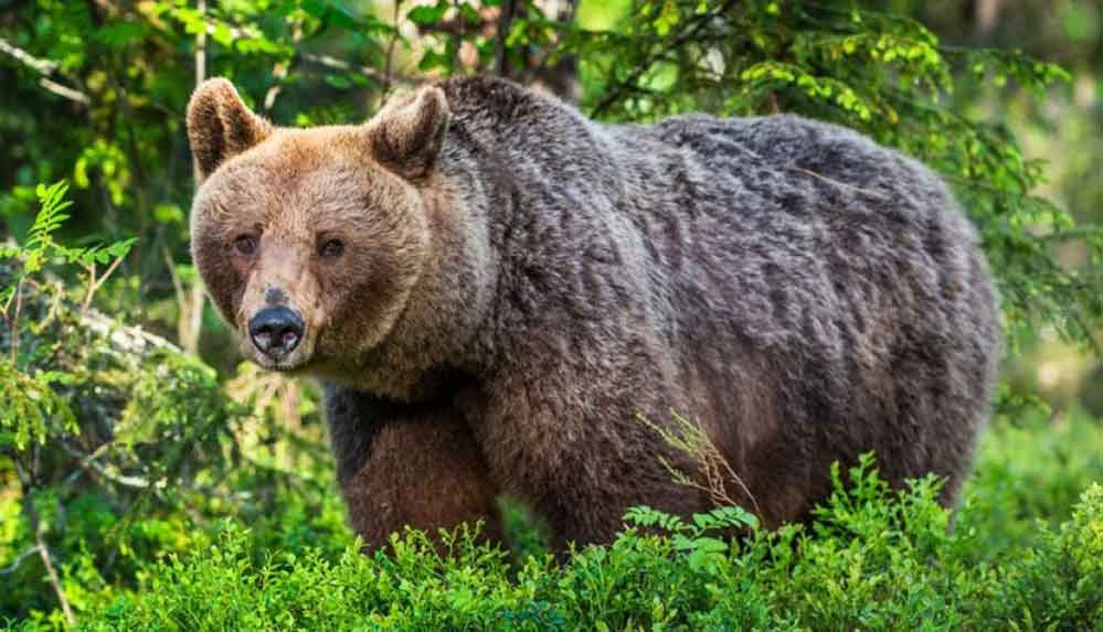 Putin’e yakın milletvekilinden cinayet itirafı: Boz ayı zannettiğim bir adamı öldürdüm 4 Putin’e-yakın-isimden-cinayet-itirafı--Boz-ayı-zannettiğim-bir-adamı-öldürdüm