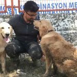 Sel-nedeniyle-şantiyede-mahsur-kalan-iki-köpek-iş-makinesiyle-kurtarıldı