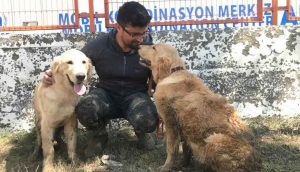 Sel nedeniyle şantiyede mahsur kalan iki köpek iş makinesiyle kurtarıldı