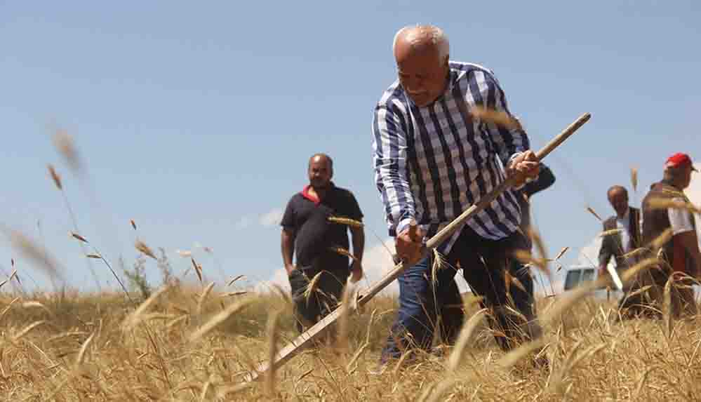Sivas'ta 7 yıl önce metruk evde bulunan bir avuç ata tohumu buğdaydan 500 dönümde hasat yapıldı